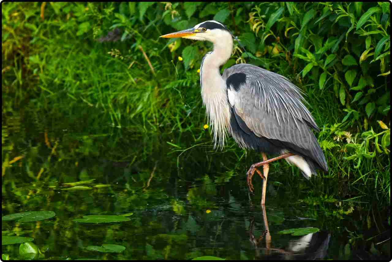 Great White-gray heron standing still in a shallow pond, surrounded by tall reeds